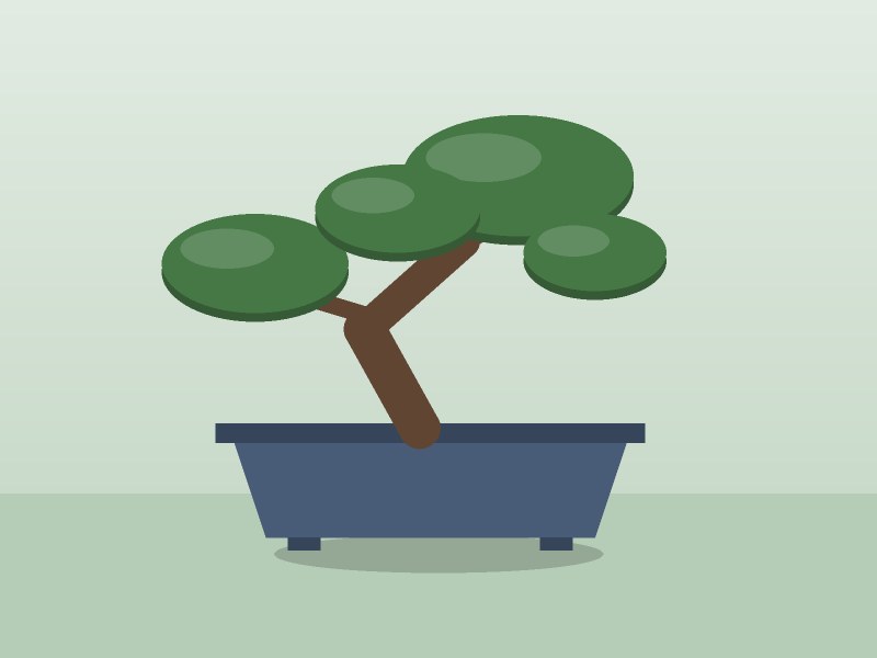 Black pine bonsai, 40cm