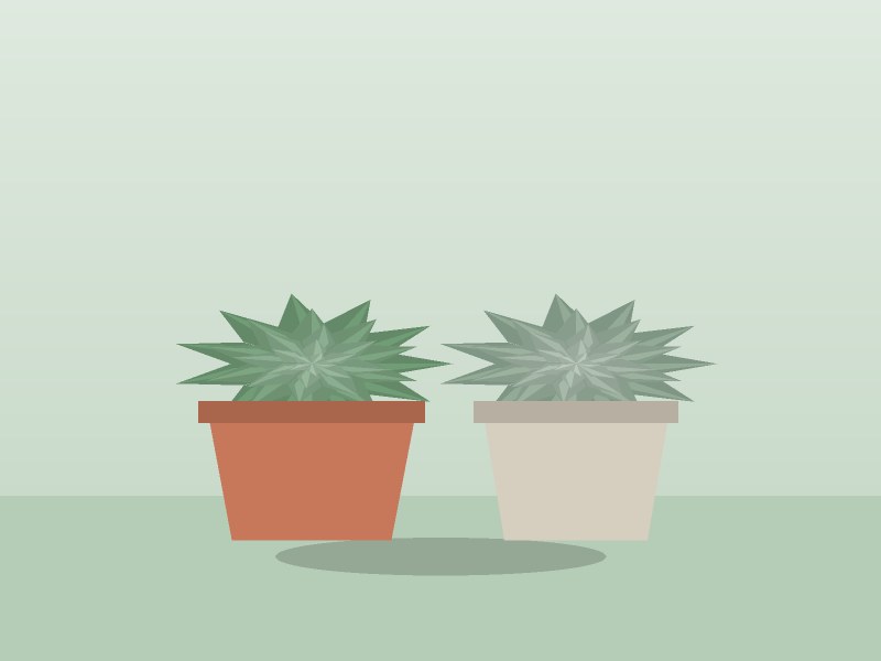 Succulent arrangement set