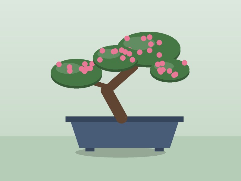 Satsuki azalea bonsai, flowering