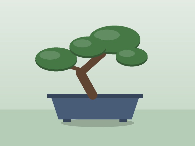 Shimpaku juniper bonsai with pot